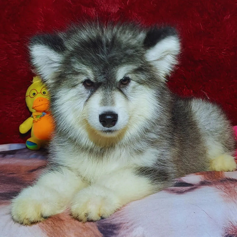 Malamute do Alaska♀️ Porte Grande🇧🇾🇷🇺🇧🇷