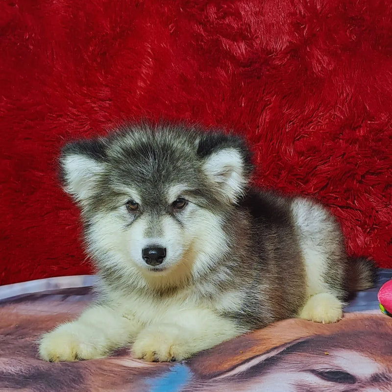 Malamute do Alaska♀️ Porte Grande🇧🇾🇷🇺🇧🇷