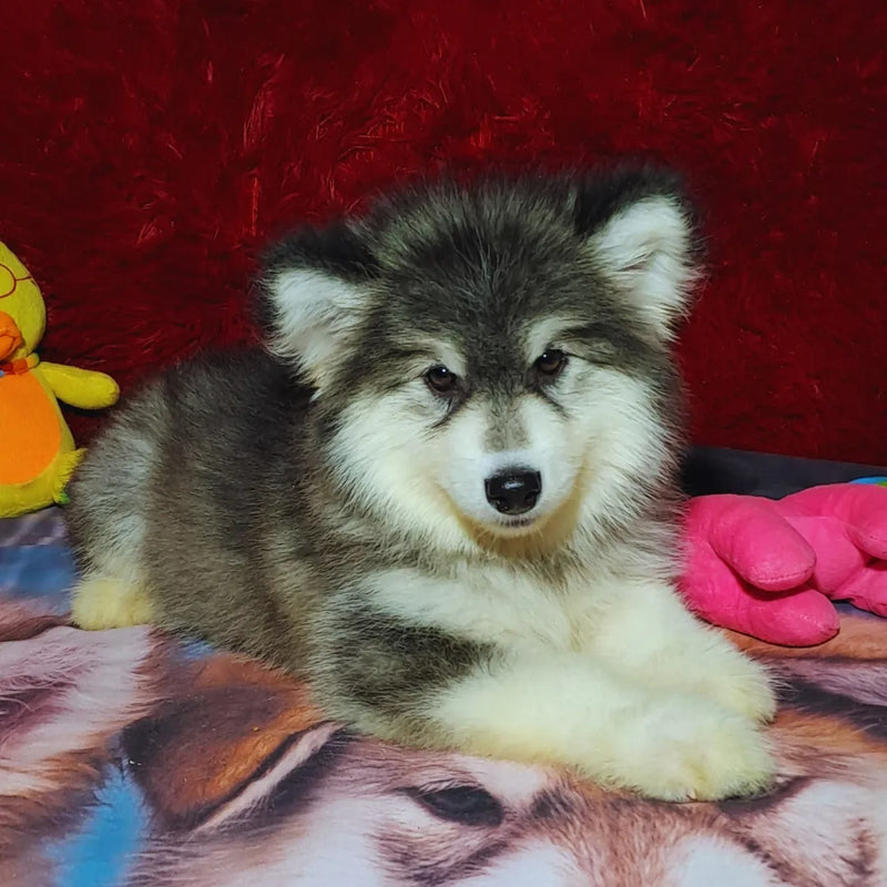 Malamute do Alaska♀️ Porte Grande🇧🇾🇷🇺🇧🇷