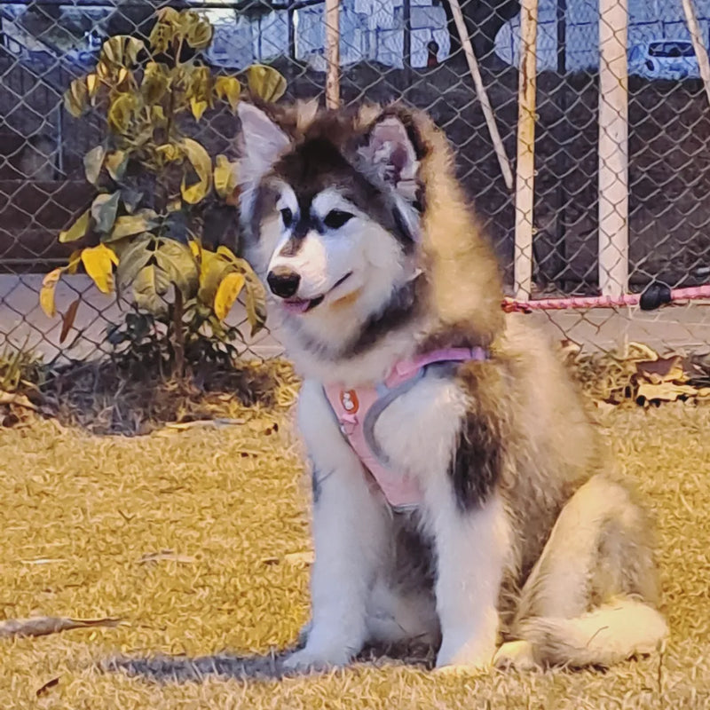 MALAMUTE DO ALASKA♀️ LINHAGEM GIGANTE🇵🇭🇺🇲🇧🇷 loop