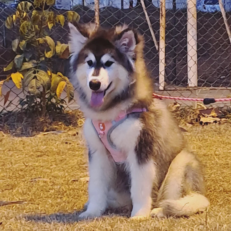 MALAMUTE DO ALASKA♀️ LINHAGEM GIGANTE🇵🇭🇺🇲🇧🇷 loop