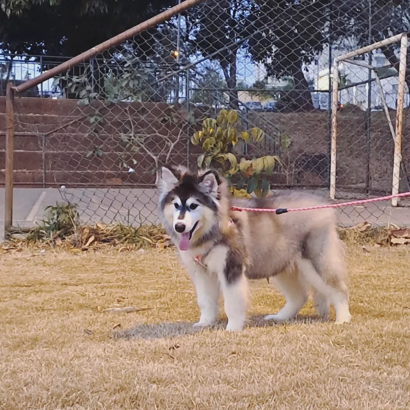 MALAMUTE DO ALASKA♀️ LINHAGEM GIGANTE🇵🇭🇺🇲🇧🇷 loop