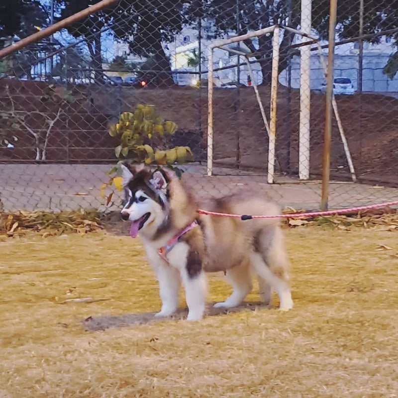 MALAMUTE DO ALASKA♀️ LINHAGEM GIGANTE🇵🇭🇺🇲🇧🇷 loop