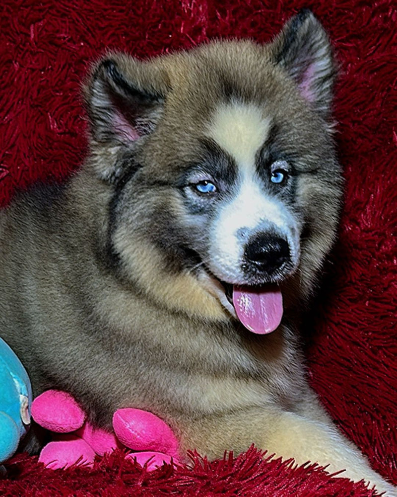 Husky Siberino🚹 🇺🇲🇧🇷