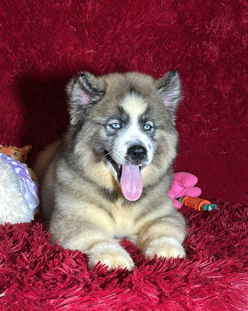 Husky Siberino🚹 🇺🇲🇧🇷