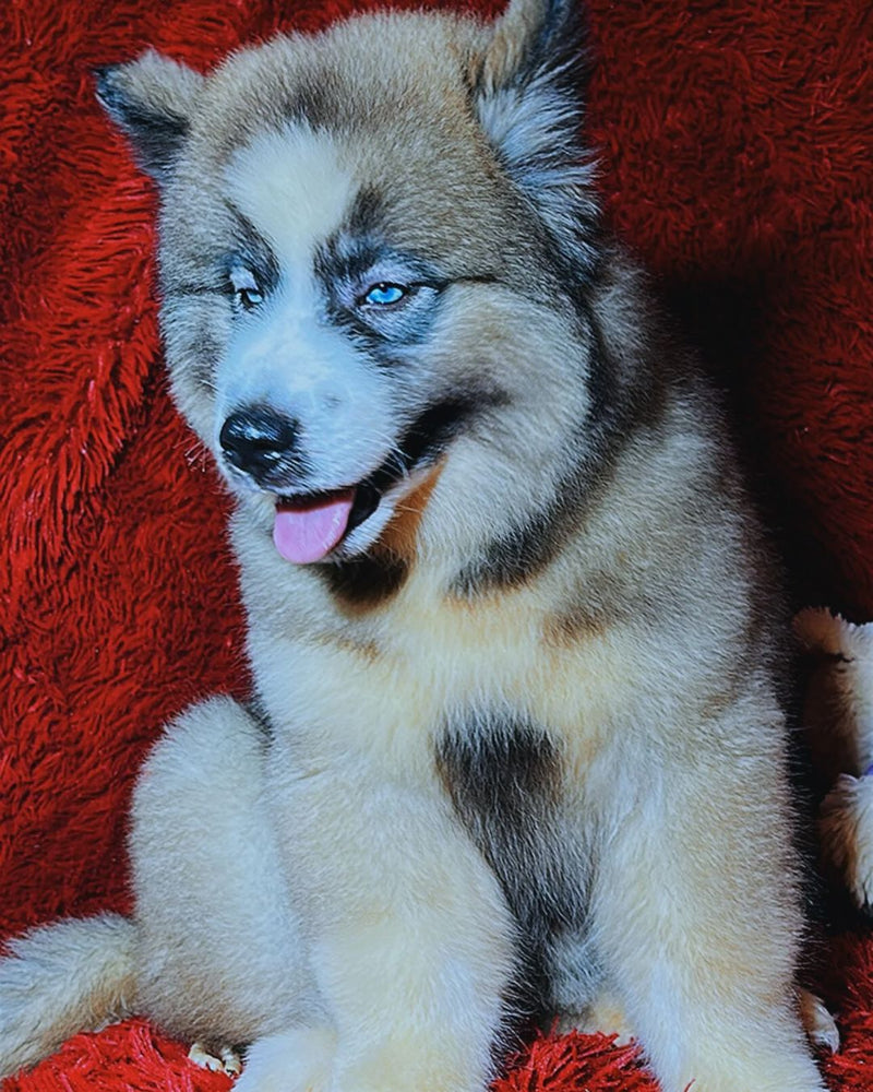 Husky Siberino🚹 🇺🇲🇧🇷